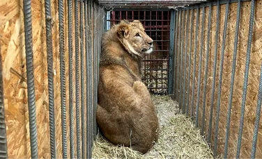 Doi lei gemeni din Ucraina au fost mutați după ce militarii ruși ar fi vrut să-i împuște