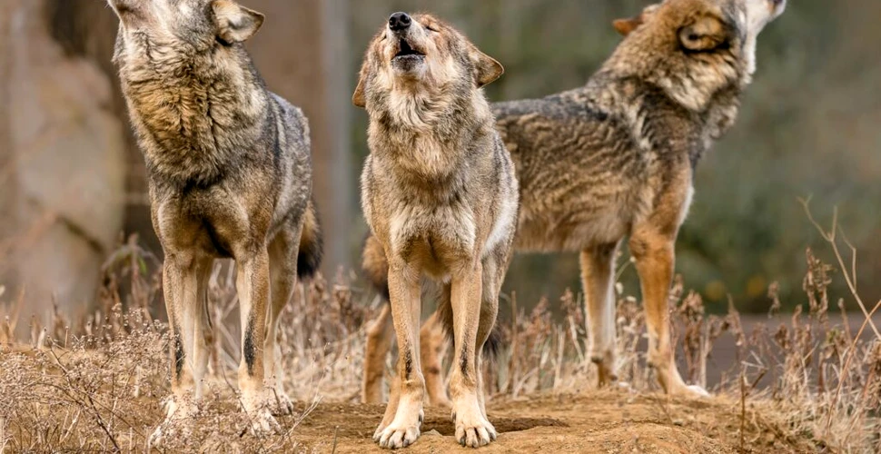 De ce revin lupii în pădurile din Belgia?