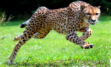 Cel mai rapid animal din lume: o femela ghepard