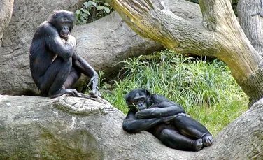 Persoanele care au dureri de spate ar putea avea coloana vertebrală ”similară cu cea a cimpanzeilor”