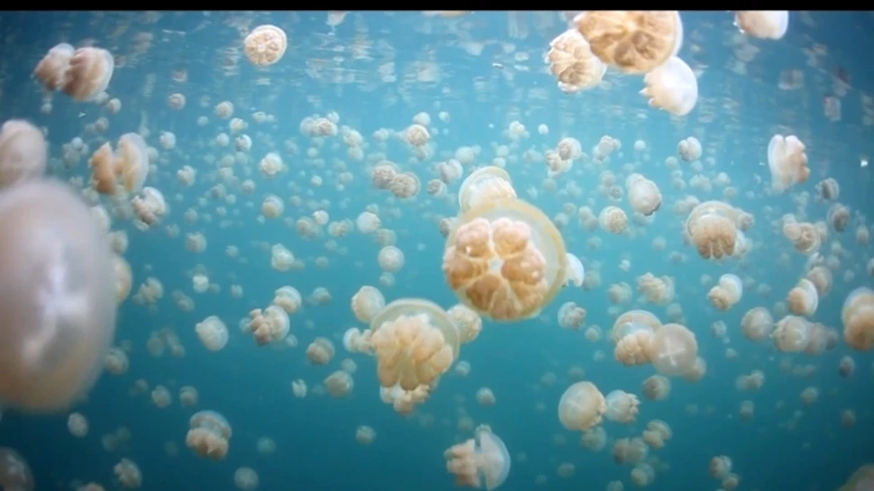 Imagini rare surprinse în paradisul meduzelor din Insulele Palau! (VIDEO)