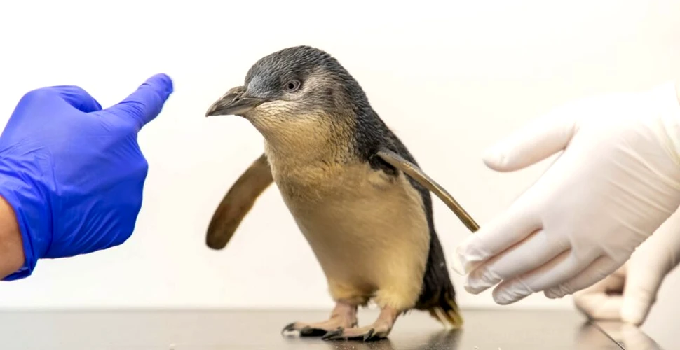 Pinguinul Chaka, primul din specia sa care a primit o scanare RMN. Ce probleme avea?