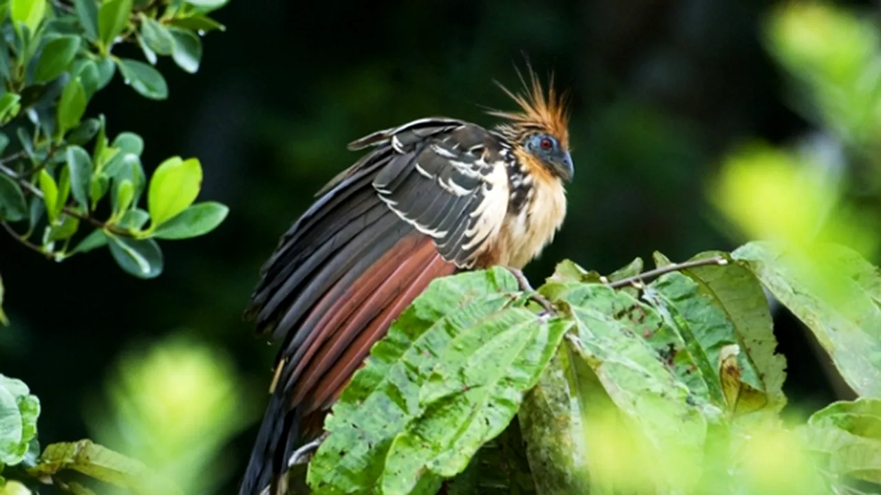 1-77121320-qzretptl-hoatzin 