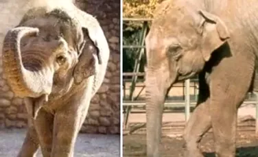 După 43 de ani petrecuţi în singurătate, ”cel mai trist elefant din lume” a murit aşa cum a trăit – VIDEO