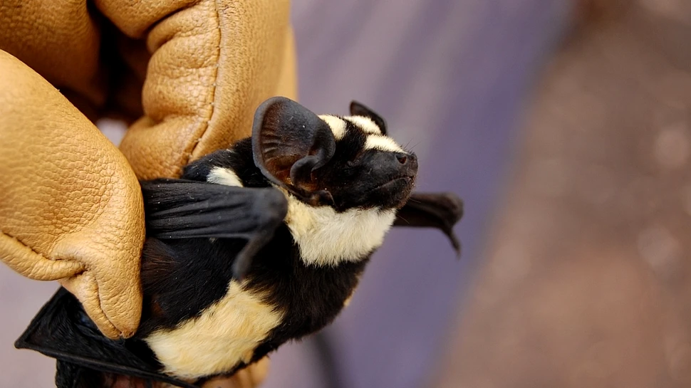 A fost descoperit „liliacul-panda” – un exemplar atât de rar încât a dus la crearea unui nou gen! (GALERIE FOTO)