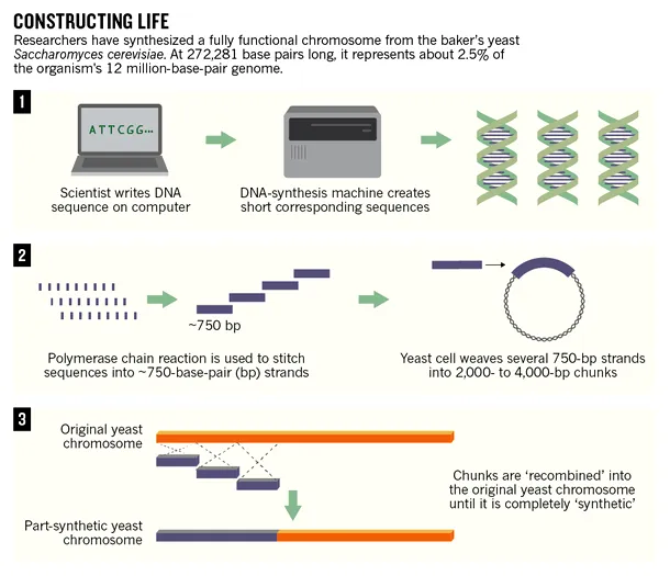 Cum a fost conceput cromozomul sintetic