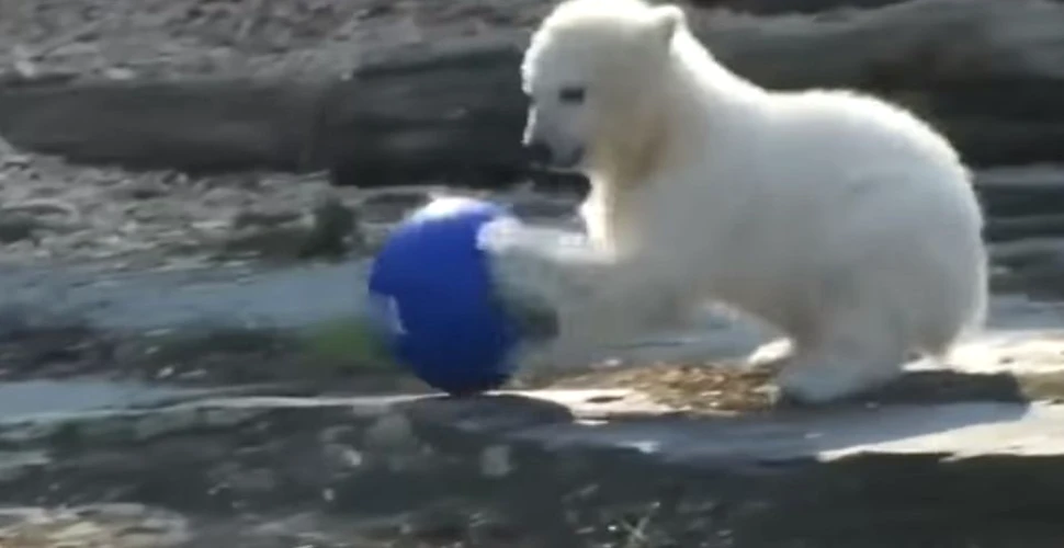 Motivul pentru care un pui de urs polar va fi numit după Hertha Berlin – VIDEO