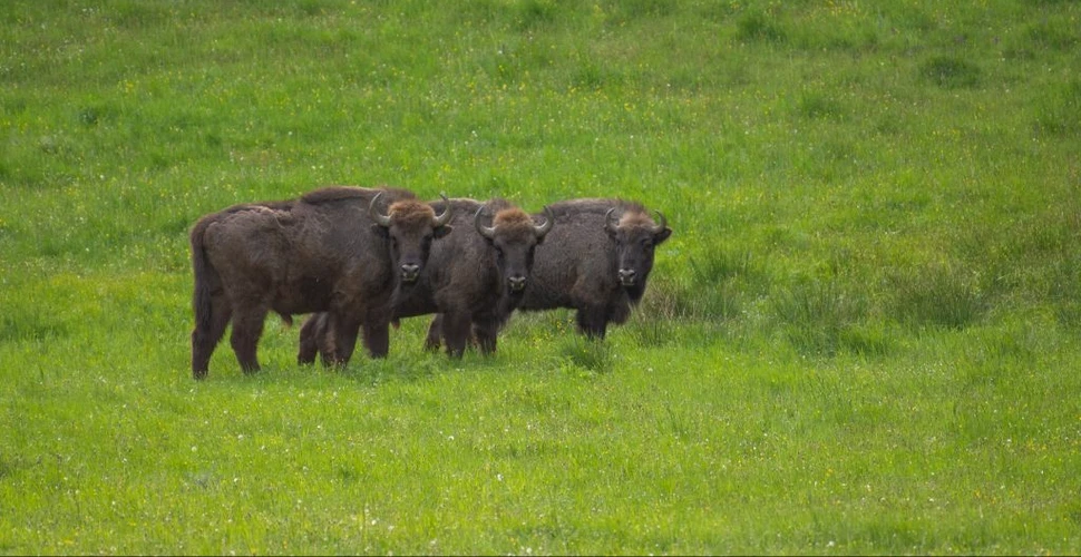 Bizonii revin în România după o absență de 200 de ani