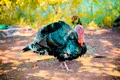 Milioane de păsări au murit în SUA în cel mai grav dezastru zoosanitar