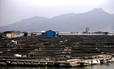 Bizarul sat al crescatorilor chinezi de homari (FOTO)