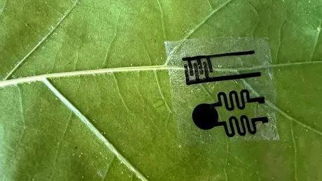 Ce vor să afle oamenii de știință cu ajutorul „smartwatch-urilor” pentru plante?