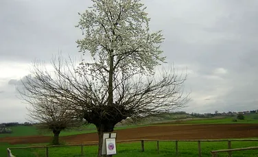 Acest copac este unic în lume. Cum se explică aspectul său bizar?