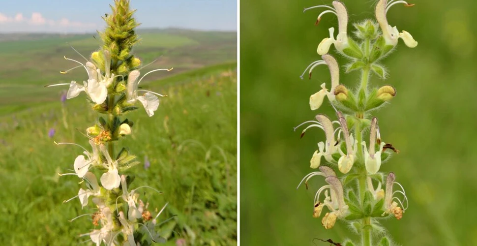 O nouă specie de plantă a fost descoperită în România