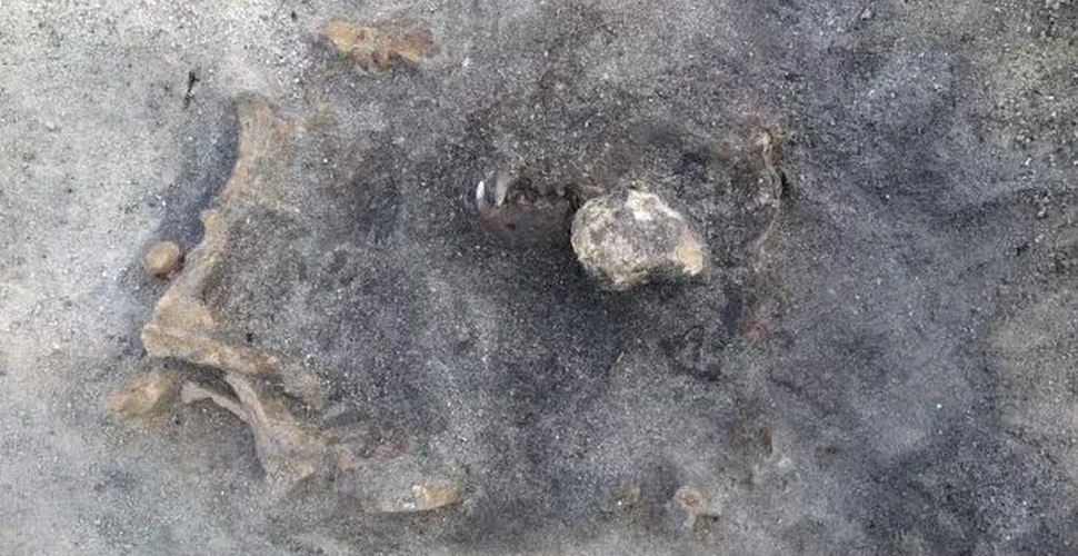 Arheologii au descoperit oasele unui câine din Epoca de Piatră, care ar fi fost îngropat alături de stăpânul său