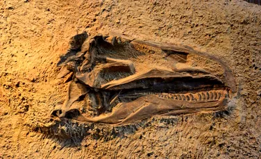 O nouă specie de dinozaur descoperită în Thailanda cântărea cât 9 elefanți asiatici