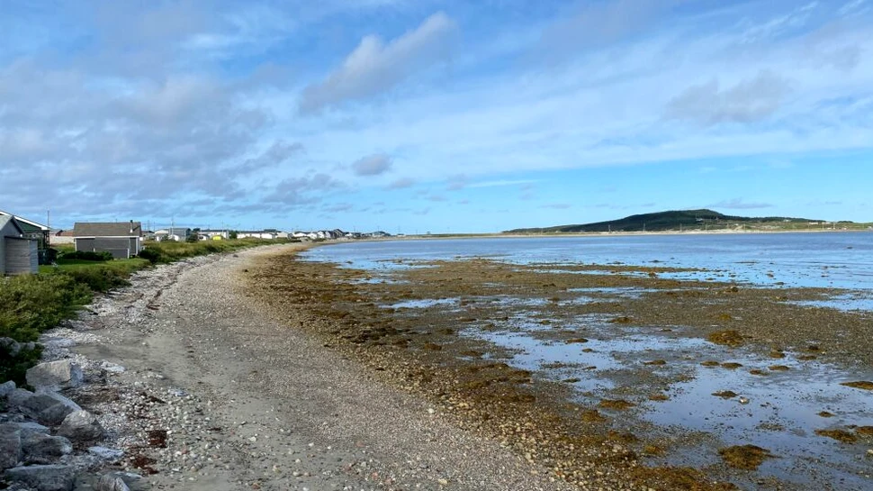 Misterul unei substanțe albe și lipicioase adusă de apă pe o plajă din Canada, elucidat