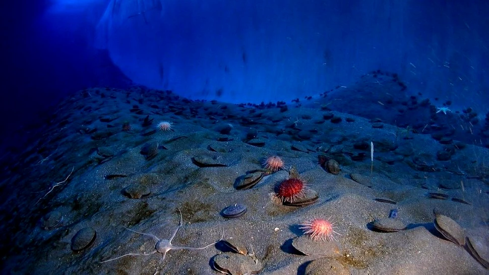 Mineritul pe fundul oceanului va duce la distrugerea unor ecosisteme