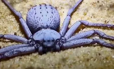 Unul dintre cei mai periculoşi păianjeni din lume şi alte 7.000 de vietăţi au fost furate dintr-un muzeu