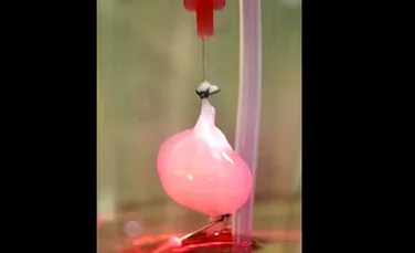 Succes ştiinţific: un rinichi „meşterit” în laborator s-a dovedit funcţional