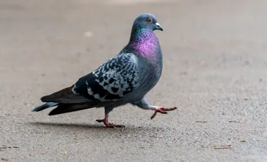 Un startup din Rusia implantează cipuri în creierul porumbeilor pentru a-i controla de la distanță