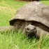 Jonathan are 194 de ani. Ce au descoperit cercetătorii în ADN-ul celui mai bătrân animal terestru cunoscut