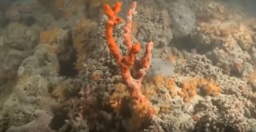 Recif de corali, extrem de rar, descoperit în Mediterana