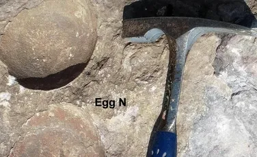 Un ou fosilizat în interiorul altui ou fosilizat, o premieră pentru dinozauri și reptile