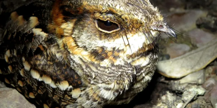 Cercetătorii au descoperit o specie de pasăre care „bate din palme”