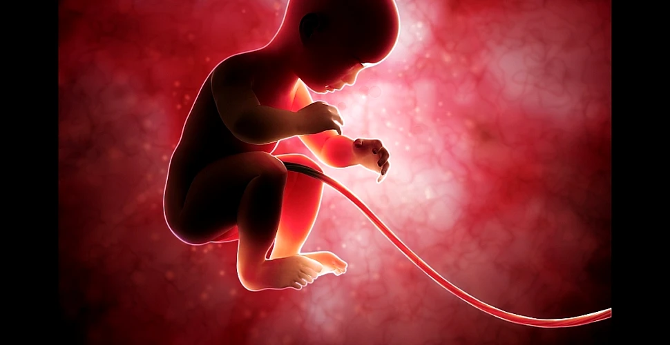 Ce pierd bebeluşii atunci când cordonul ombilical este tăiat imediat după naştere?