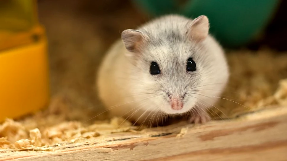 Un studiu sugerează că hamsterii pot transmite COVID-19 oamenilor