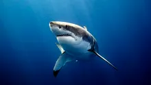Prădători esențiali ai oceanelor, rechinii mor într-un ritm alarmant