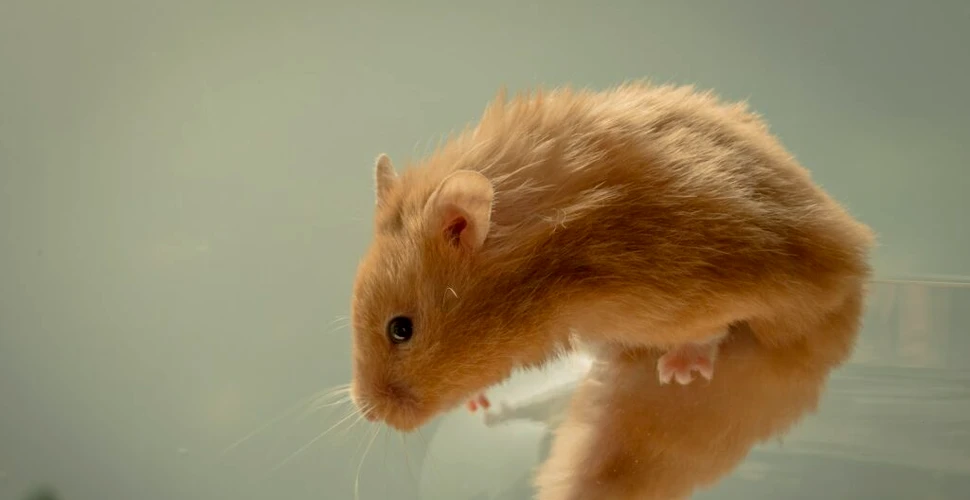 Șobolanii fac mici salturi de bucurie atunci când văd că alți șobolani sunt gâdilați