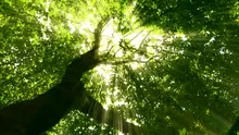 Câte minute trebuie să petrecem în natură pentru o stare psihică cât mai bună?