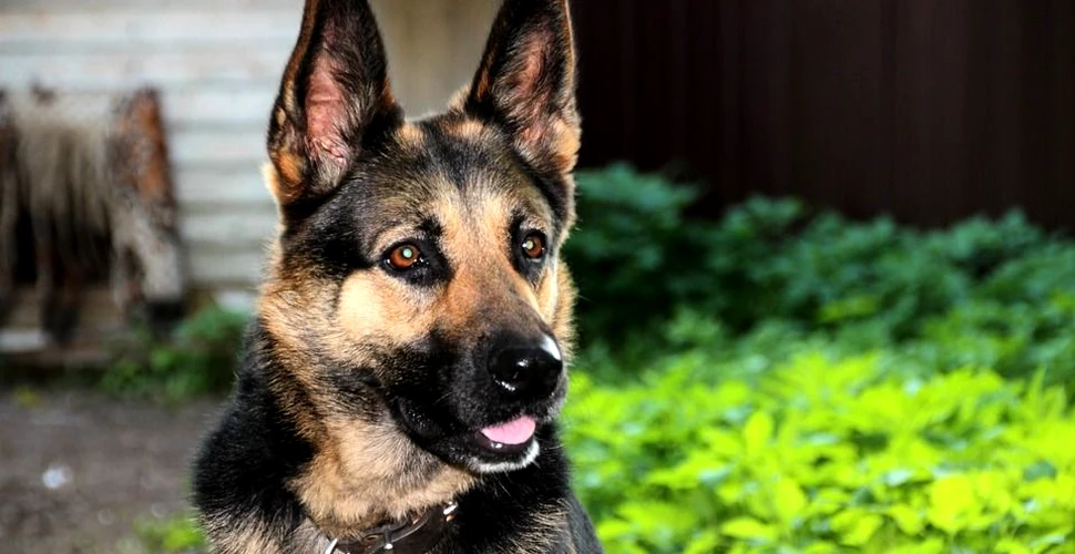 Un câine poliţist din Australia a fost „demis din poliţie”, din cauza faptului că este extrem de sociabil