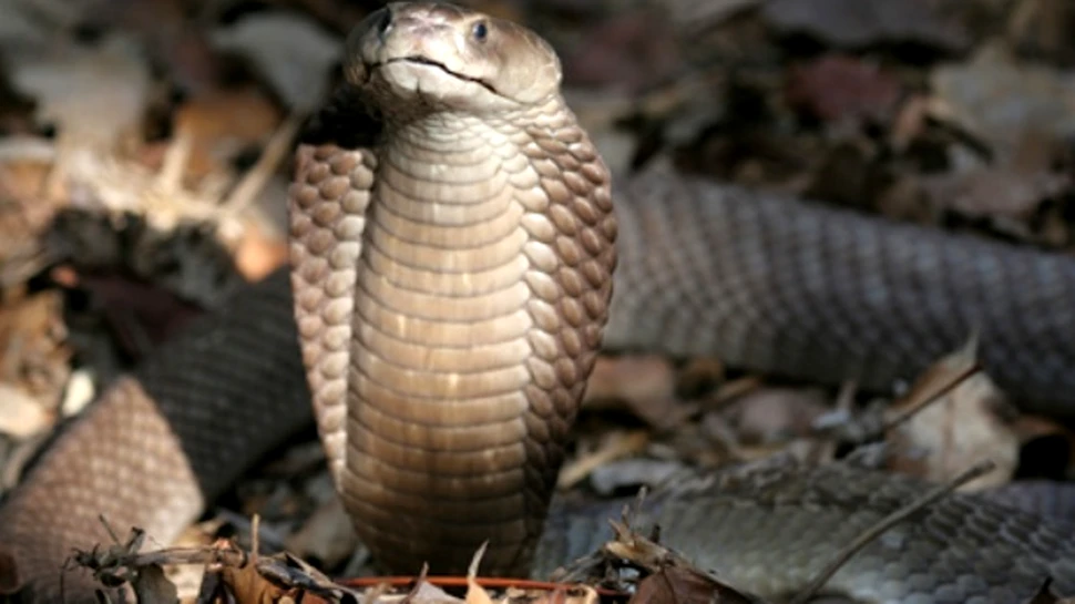 Veninul de Cobra anuleaza simptomele artritei