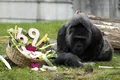 Cea mai bătrână gorilă din lume în captivitate și-a sărbătorit ziua de naștere la Zoo Berlin