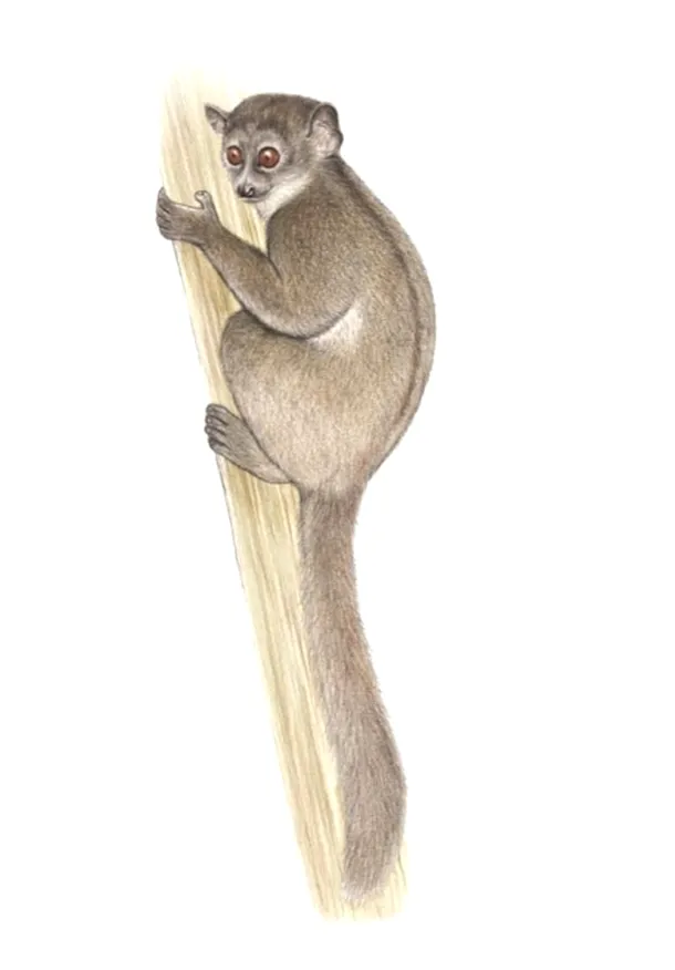 Northern sportive lemur (Lepilemur septentrionalis)
