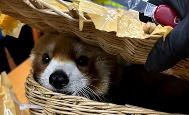 Urs panda roșu, găsit în bagajul unui indian pe aeroportul din Bangkok
