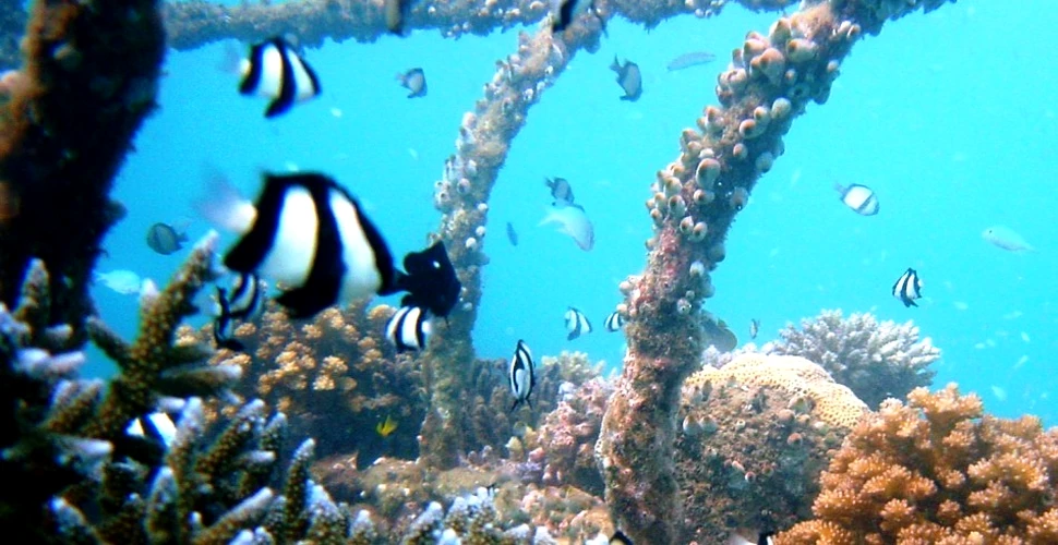 Coralii vor fi salvaţi mulţumită sistemelor bazate pe energie electrică