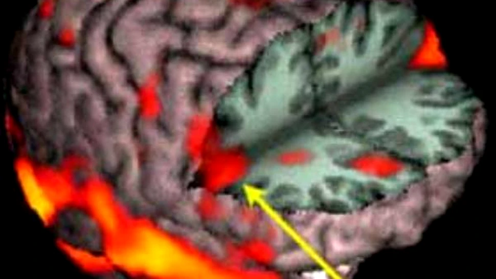 Grant de 1 milion de euro pentru studiul neuronilor-oglinda