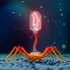 Un startup susține că a folosit cu succes un virus creat cu AI pentru a trata o infecție bacteriană