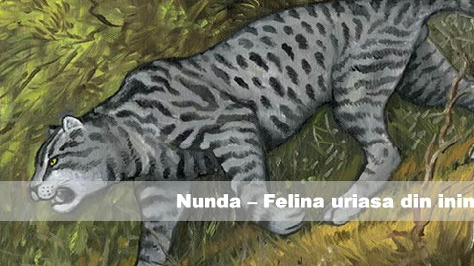 Nunda – Felina uriasa din inima Africii