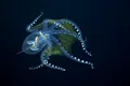„Caracatița de sticlă”, o creatură foarte rară, întâlnită în adâncurile întunecate ale Oceanului Pacific