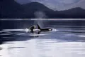 Orcile au fost văzute pentru prima dată ucigând balene albastre. Sunt capabile de atacuri violente