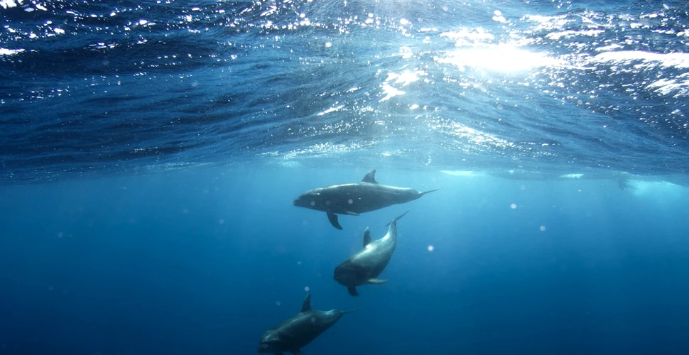 Acesta este sunetul pe care un delfin ar putea să îl audă înainte de a fi mâncat