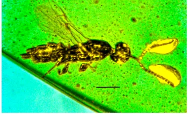 O viespe minusculă, găsită cu tot cu antene în chihlimbar vechi de 100 de milioane de ani