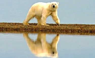 Ursii polari au supravietuit ultimei incalziri globale