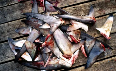 Afacerile cu supa din inotatoare de rechin ameninta supravietuirea speciilor