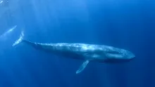 Carcasa unei balene a apărut în mod misterios pe prova unei nave de croazieră