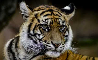 Un tigru de la un parc safari din Chile a omorât o îngrijitoare